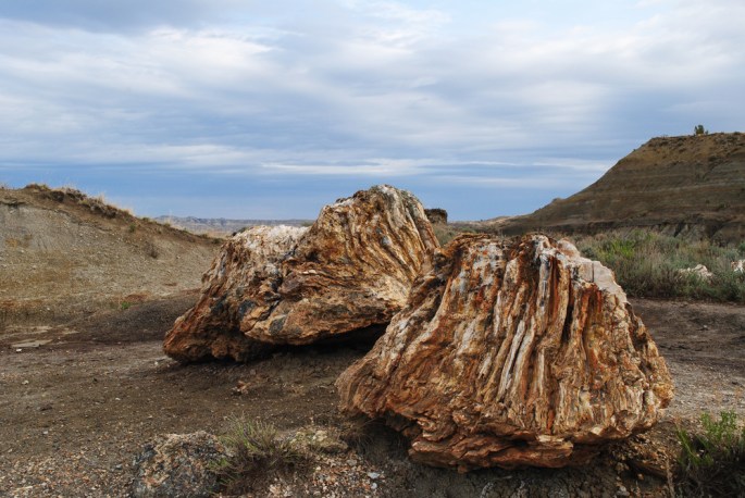 Petrified tree stumps High Res.