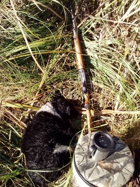 Lizzie-napping between retrieves 2015
