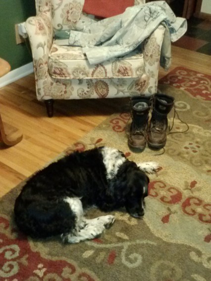 lizzie-sleeping beside boots