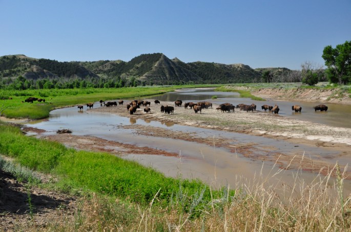 Kingsbury-Little Mo with bison